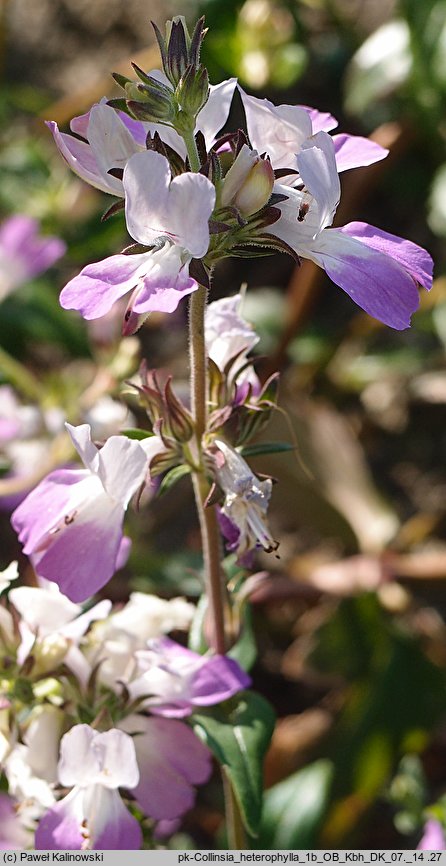 Collinsia heterophylla (kolinsja różowobiała)