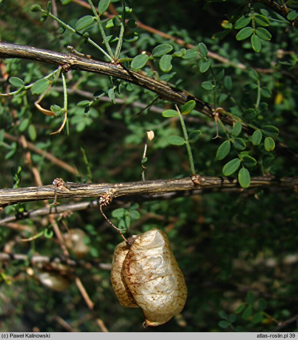 Colutea gracilis
