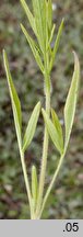 Coreopsis basalis (nachyłek Drumonda)