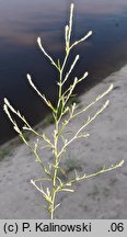 Corispermum hyssopifolium (wrzosowiec hyzopolistny)