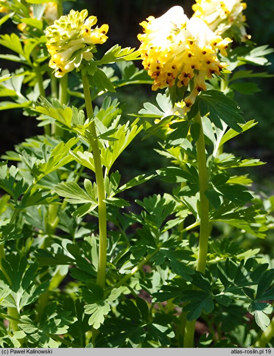 Corydalis nobilis (kokorycz syberyjska)