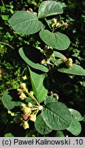 Cotoneaster granatensis