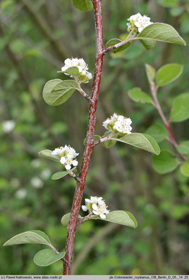Cotoneaster affinis