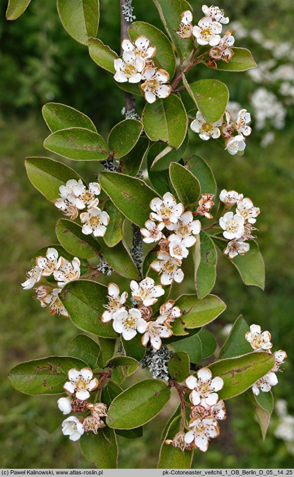 Cotoneaster sylvestrii