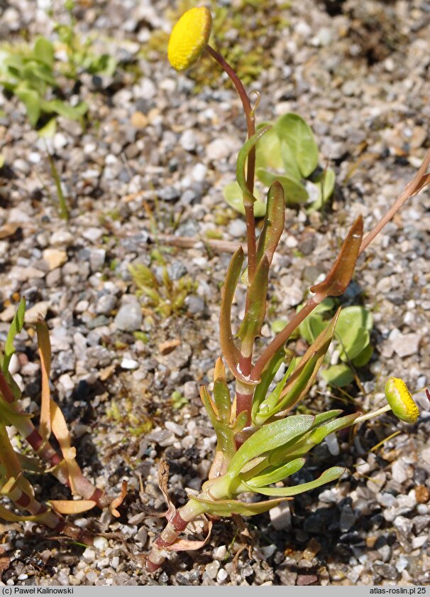 Cotula coronopifolia (kotula południowa)