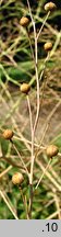 Crambe cordifolia (modrak sercolistny)