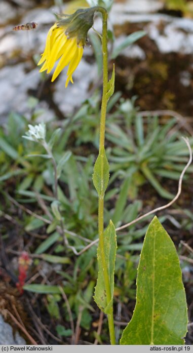 Cremanthodium helianthus