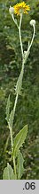 Crepis foetida ssp. foetida (pępawa cuchnąca)