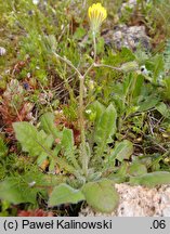 Crepis sancta ssp. nemausensis (pępawa święta nimezyjska)