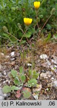 Crepis sancta ssp. nemausensis (pÄ™pawa Å›wiÄ™ta nimezyjska)