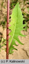 Crepis vesicaria ssp. taraxacifolia (pÄ™pawa pÄ™cherzykowata Haenselera)