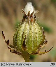 Crepis vesicaria ssp. taraxacifolia (pÄ™pawa pÄ™cherzykowata Haenselera)