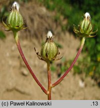 Crepis vesicaria ssp. taraxacifolia (pępawa pęcherzykowata Haenselera)