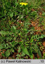 Crepis vesicaria ssp. taraxacifolia (pępawa pęcherzykowata Haenselera)