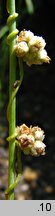 Cuscuta epilinum (kanianka lnowa)