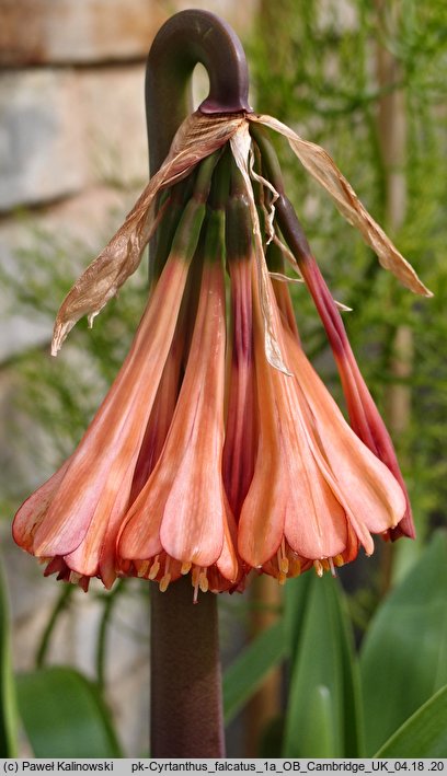 Cyrtanthus falcatus (lilia ognista)