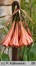 Cyrtanthus falcatus (lilia ognista)