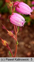 Daboecia cantabrica (dabecja kantabryjska)