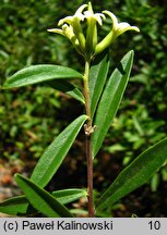 Daphne acutiloba (wawrzynek ostrolistny)
