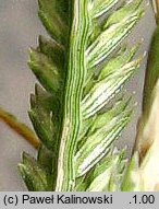 Eleusine indica (manneczka indyjska)