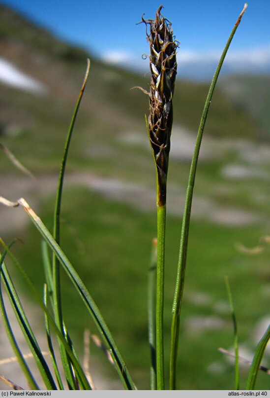 Carex myosuroides