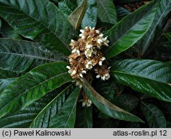 Eriobotrya japonica (nieśplik japoński)