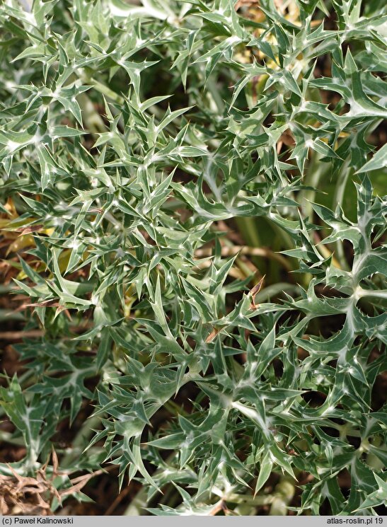 Eryngium bourgatii (mikołajek iberyjski)