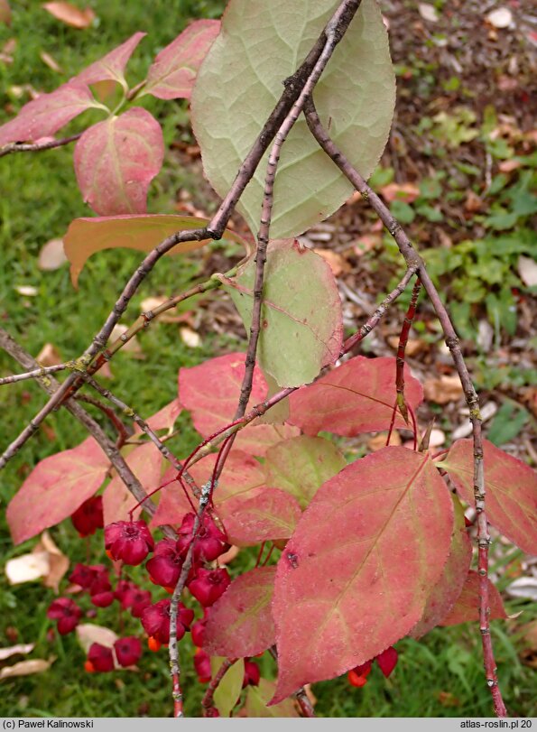 Euonymus sachalinensis (trzmielina sachalińska)