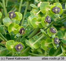 Euphorbia characias ssp. characias (wilczomlecz błękitnawy)