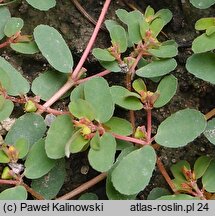 Euphorbia humifusa (wilczomlecz rozesÅ‚any)