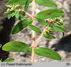 Euphorbia maculata (wilczomlecz plamisty)