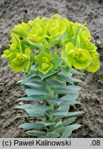 Euphorbia myrsinites (wilczomlecz mirtowaty)