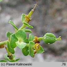 Euphorbia seguierana (wilczomlecz Seguiera)