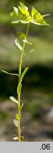 Euphorbia taurinensis (wilczomlecz grecki)