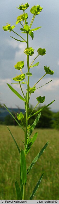 Euphorbia virgata (wilczomlecz rózgowaty)