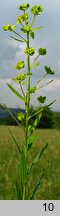 Euphorbia virgata (wilczomlecz rózgowaty)