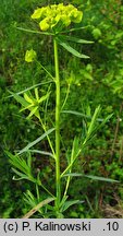ostromlecz miotlasty (Euphorbia virgultosa)