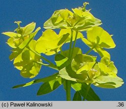 Euphorbia virgultosa (ostromlecz miotlasty)