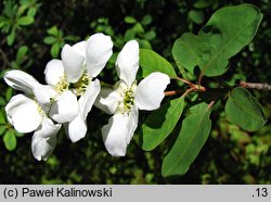Exochorda racemosa (obiela wielkokwiatowa)