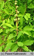 Exochorda racemosa (obiela wielkokwiatowa)