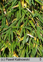 Fargesia murielae (bambus parasolowaty)