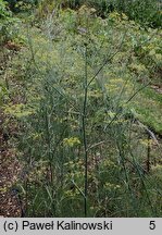 Foeniculum vulgare (fenkuł włoski)