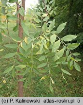 Fraxinus angustifolia ssp. angustifolia (jesion wąskolistkowy typowy)