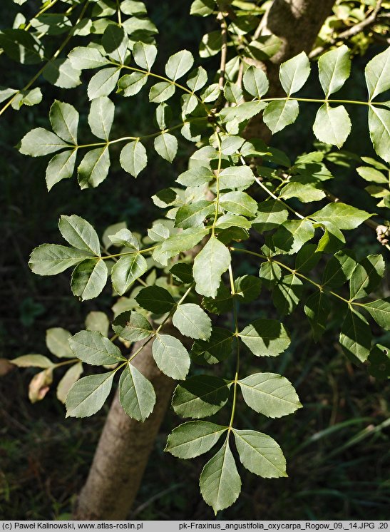 Fraxinus angustifolia ssp. oxycarpa (jesion wÄ…skolistkowy ostroowockowy)