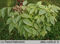 Fraxinus chinensis ssp. rhynchophylla (jesion koreański)