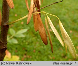 Fraxinus latifolia (jesion szerokolistny)