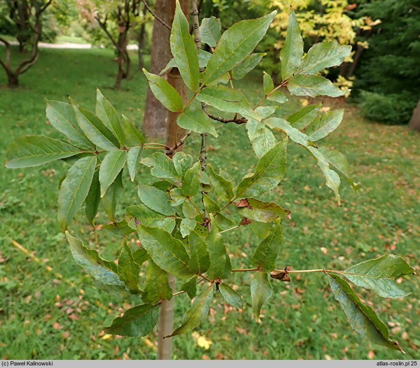 Fraxinus paxiana (Jesion Pax'a)