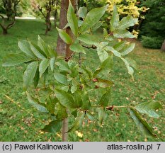 Fraxinus paxiana (Jesion Pax'a)