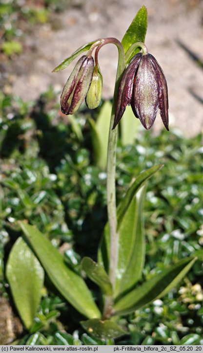 Fritillaria biflora