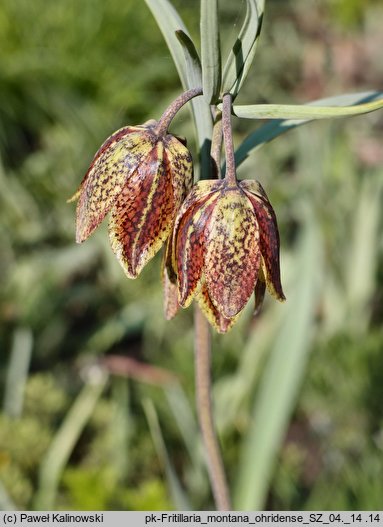 Fritillaria montana var. ohridense